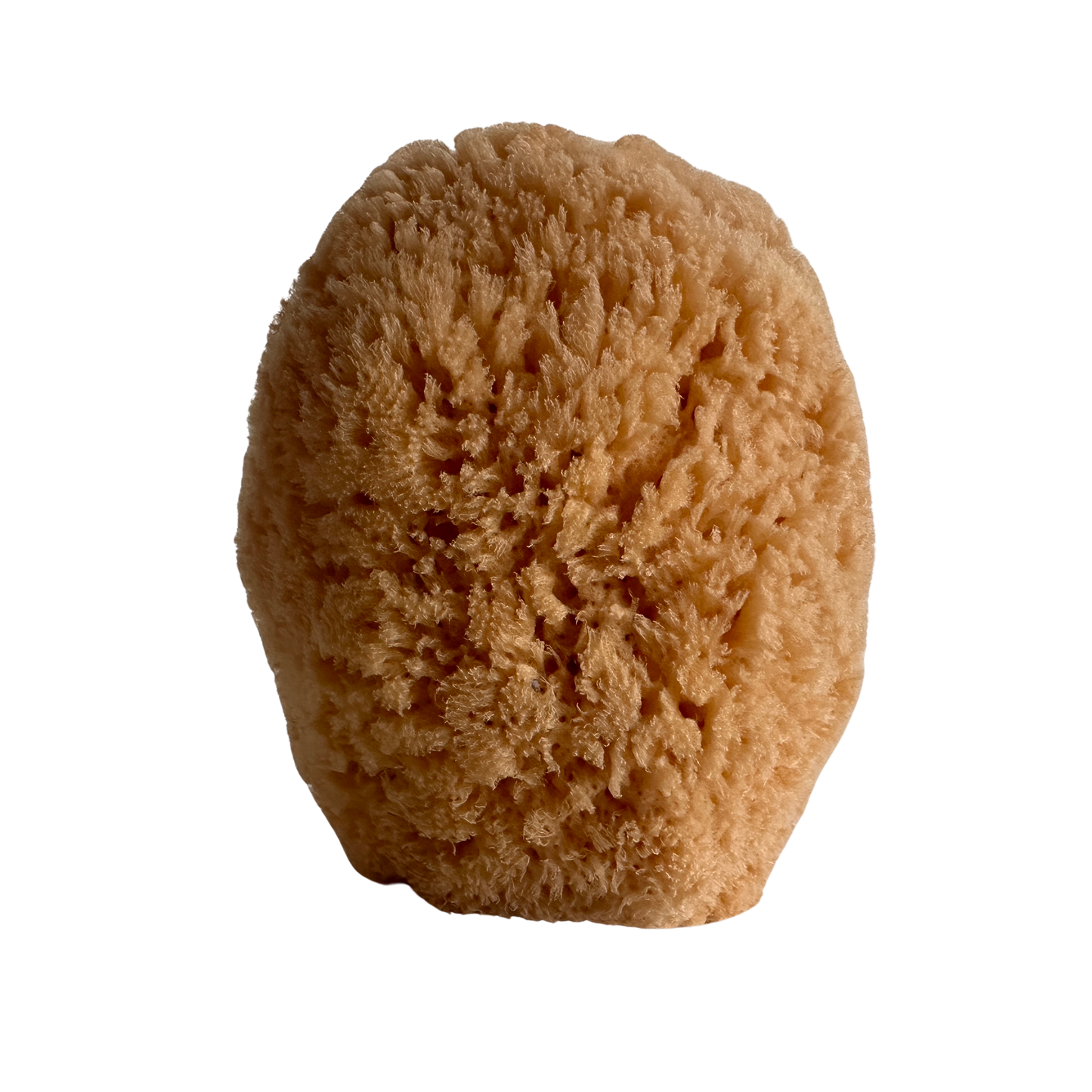 BB014 NATURAL SPONGE