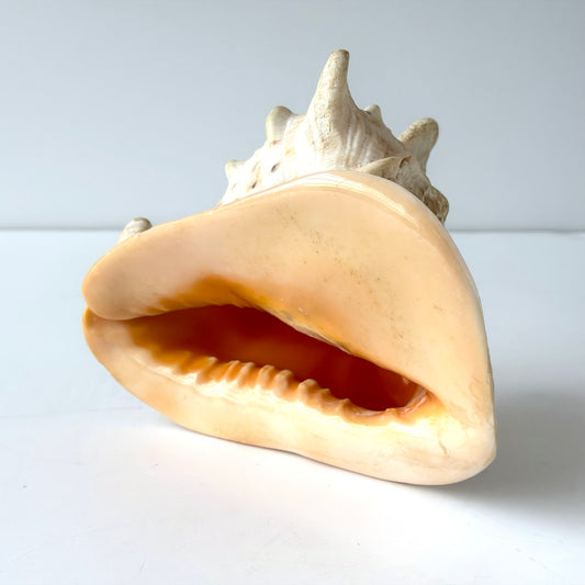 OB089 QUEEN HELMET CONCH SHELL