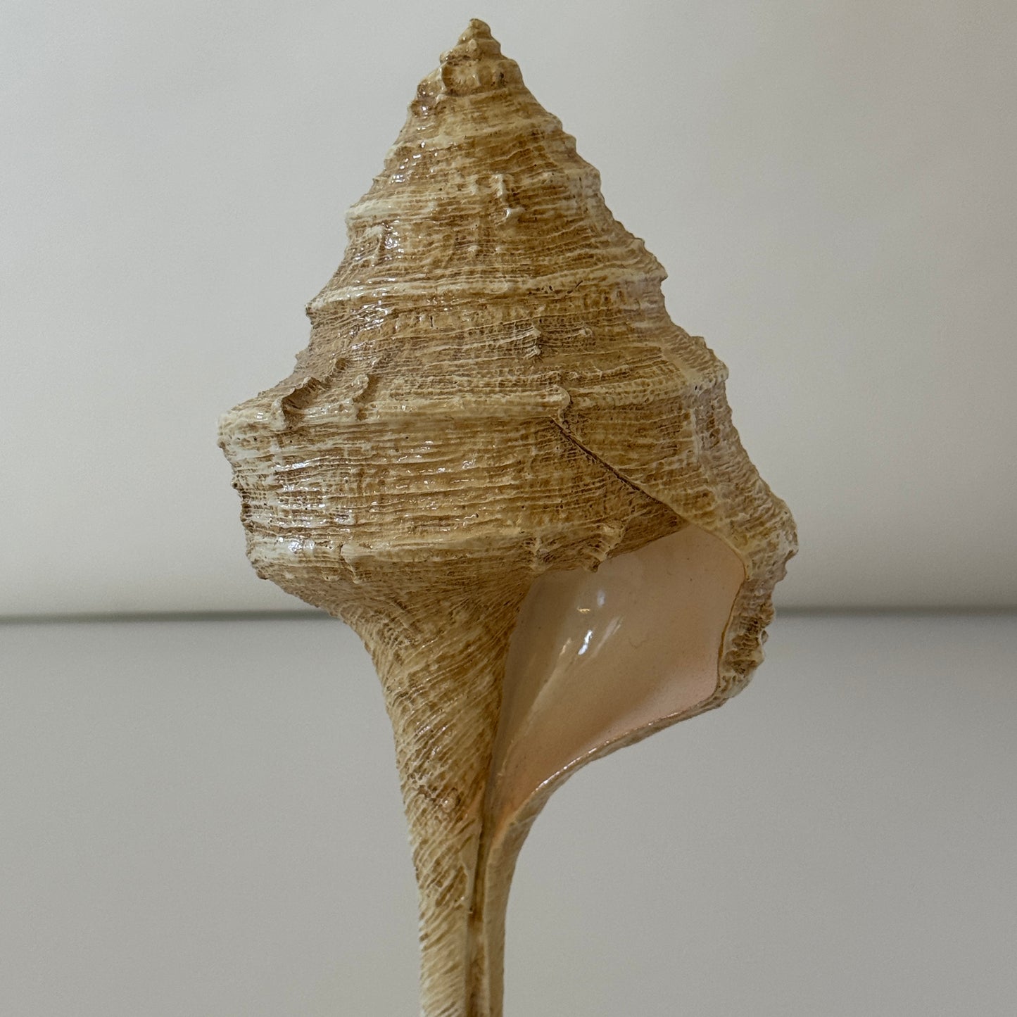 OB090 SEASHELL ART SCULPTURE
