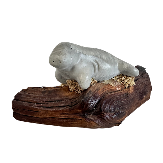 OB048 MANATEE ON A LOG