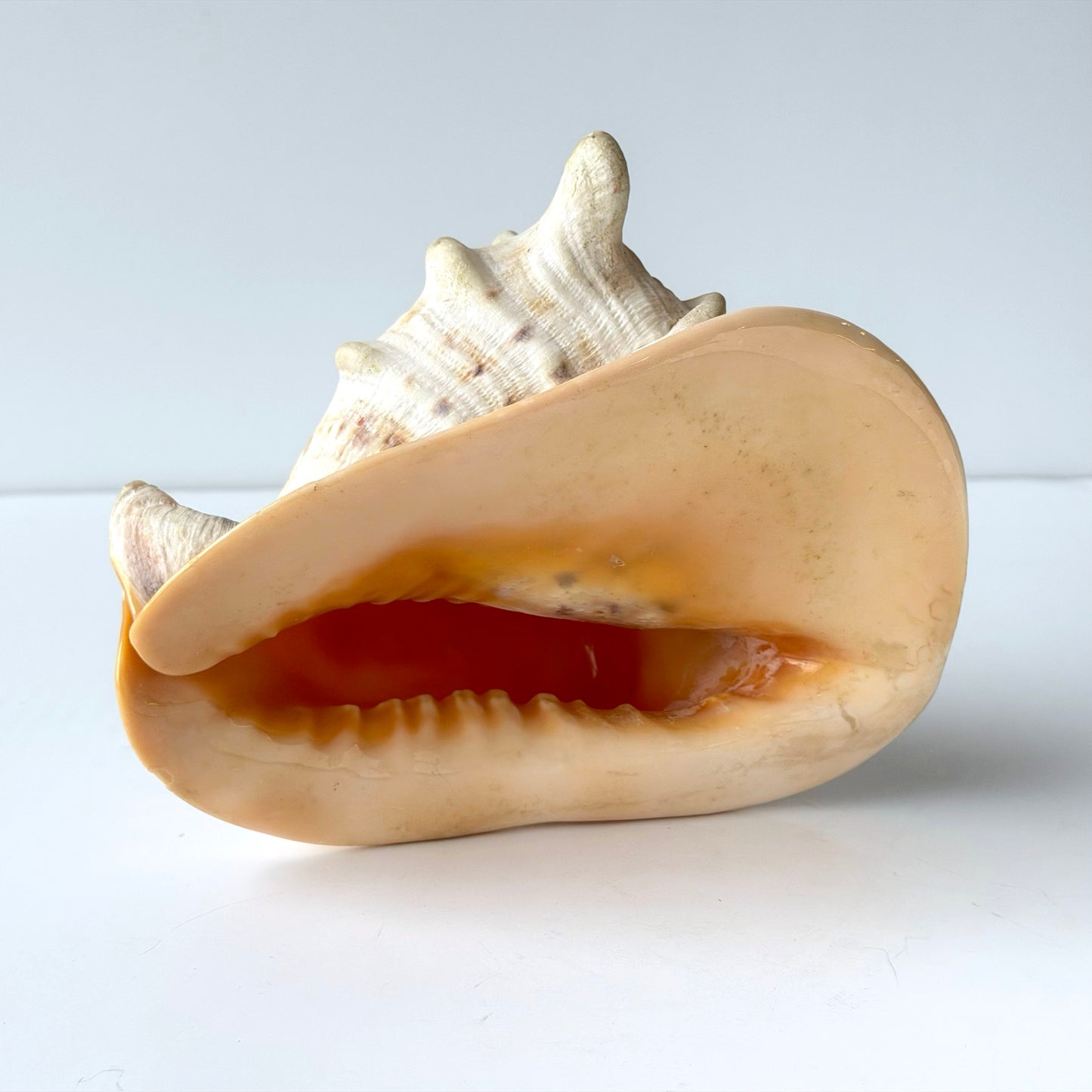 OB089 QUEEN HELMET CONCH SHELL
