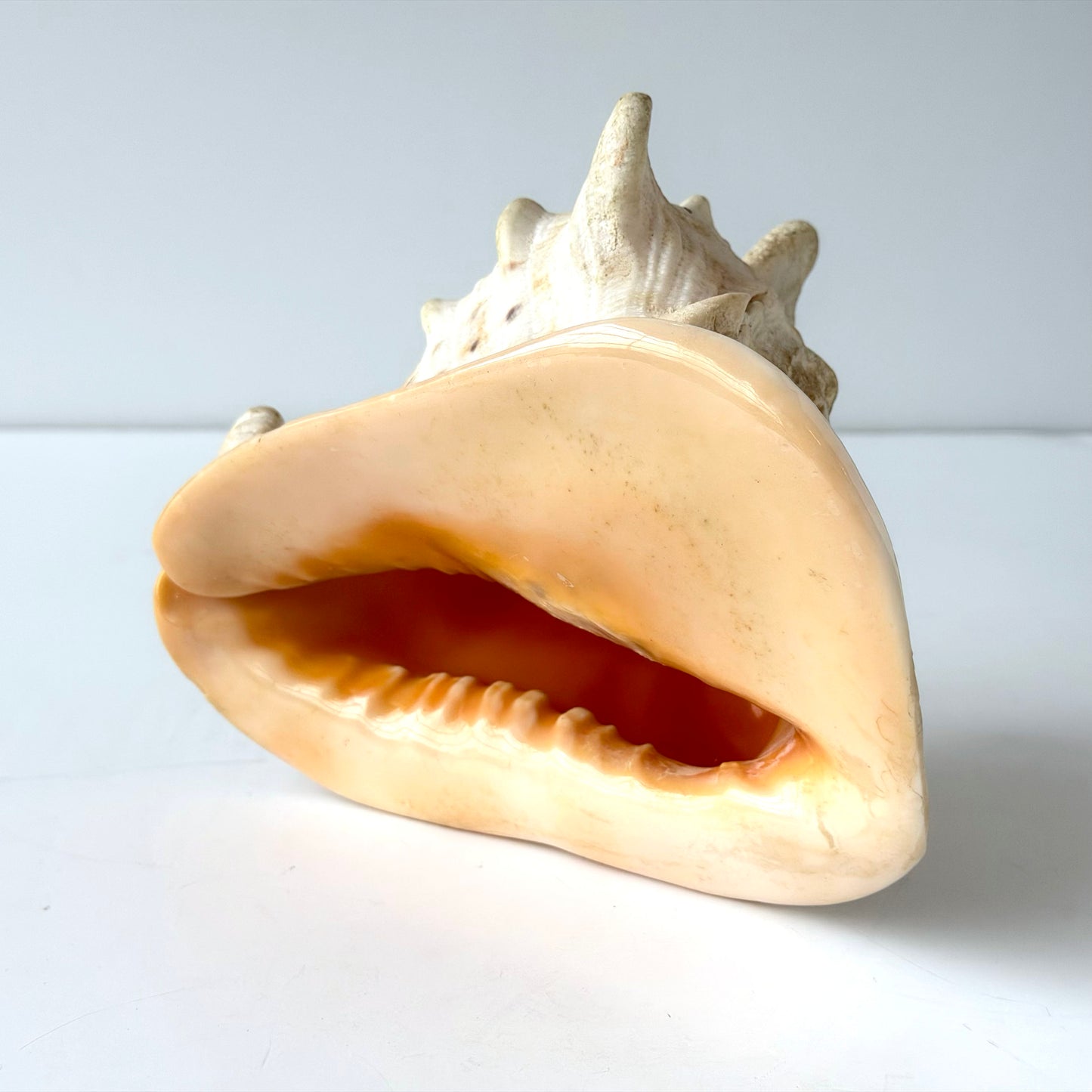 OB089 QUEEN HELMET CONCH SHELL
