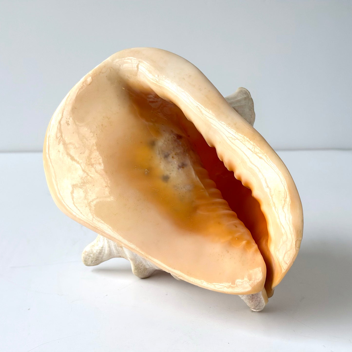 OB089 QUEEN HELMET CONCH SHELL