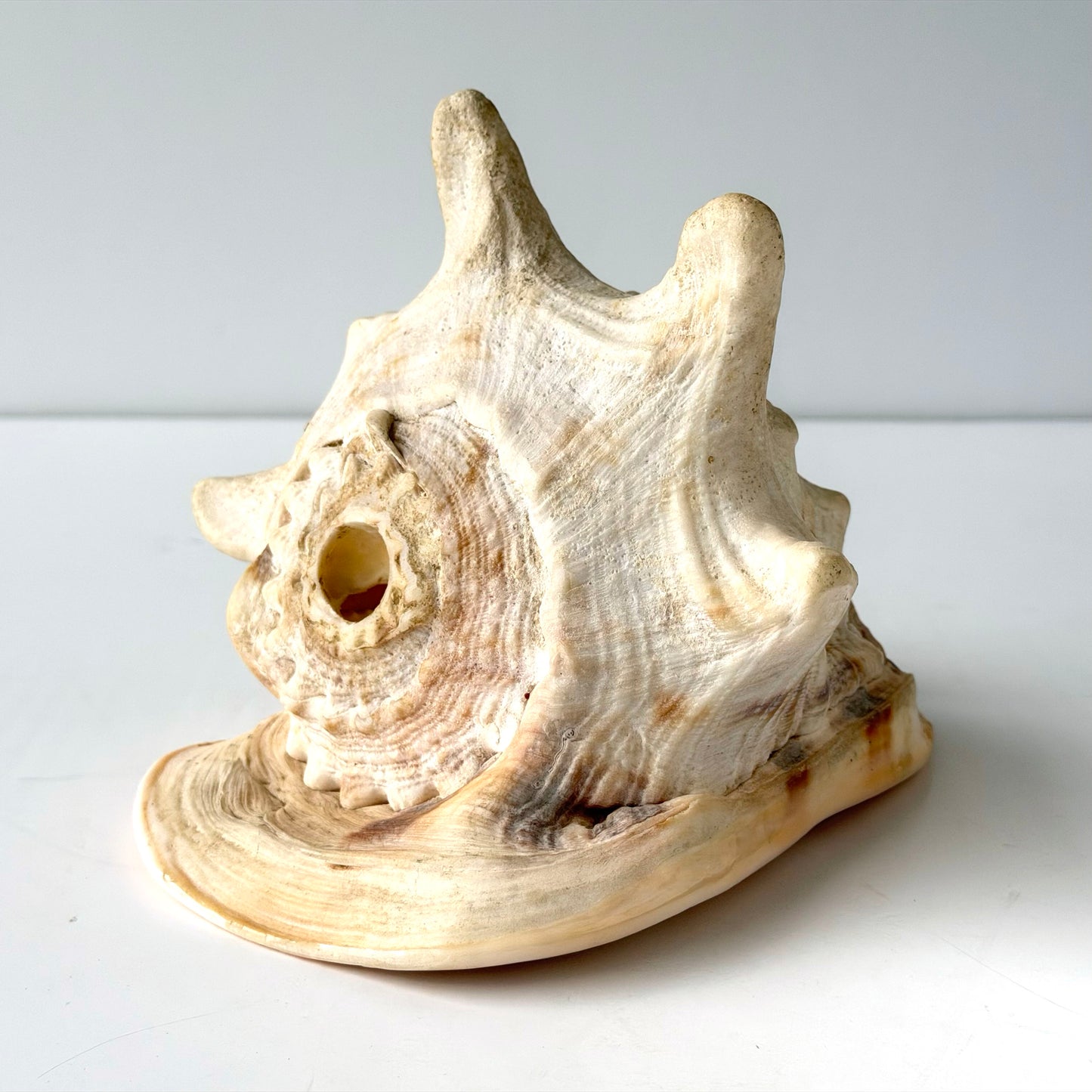 OB089 QUEEN HELMET CONCH SHELL