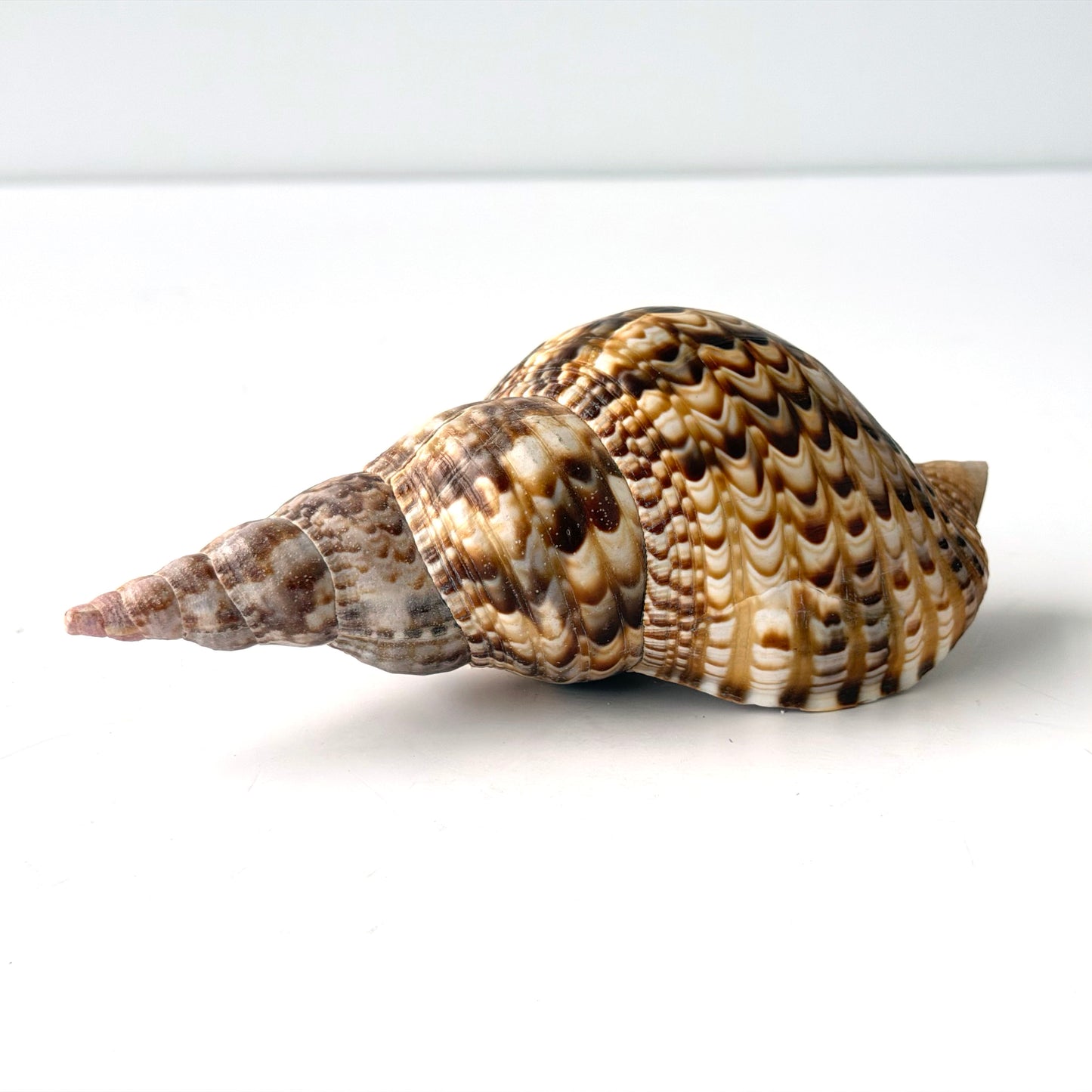 OB119 TRUMPET SEASHELL