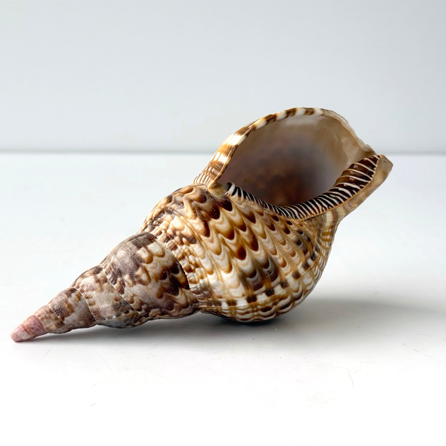OB119 TRUMPET SEASHELL