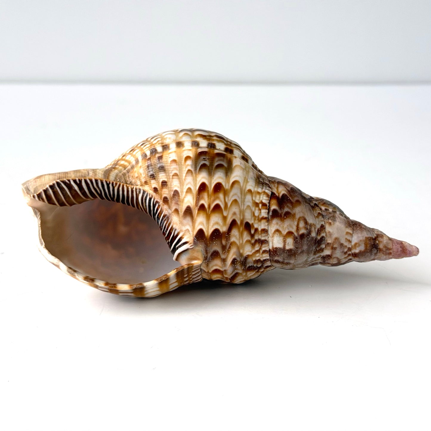 OB119 TRUMPET SEASHELL