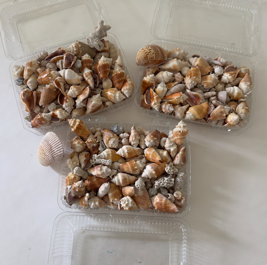 OB091 BOX OF ASSORTED SEASHELL COLLECTIONS