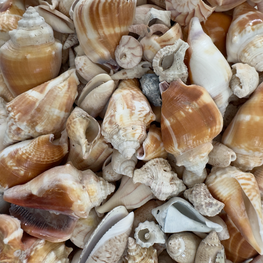 OB091 BOX OF ASSORTED SEASHELL COLLECTIONS